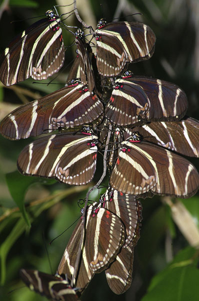 Butterfly stack